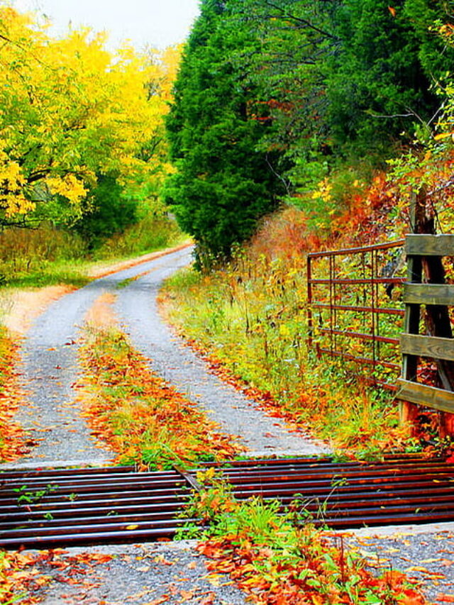 desktop-wallpaper-autumn-road-path-colors-beautiful-country-fence-trees-road-nature-forest