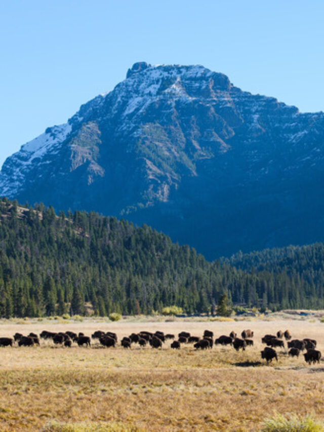 A,Herb,Of,Bison,Move,Through,The,Lamar,Valley,In