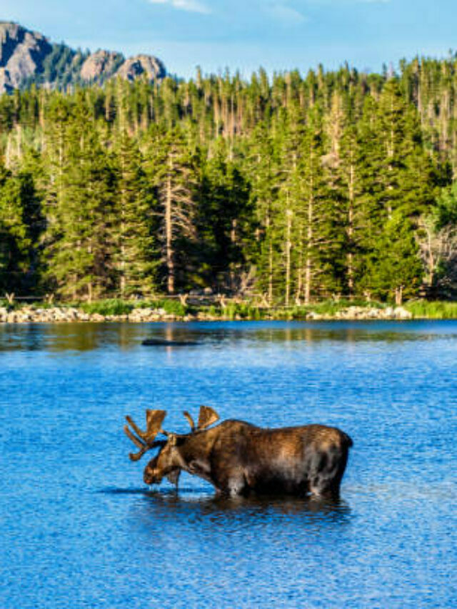 Bull Moose, Rocky Mountain National Park, Colorado